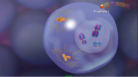 Let's Talk About Meiosis