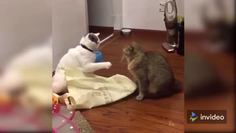 funnycats