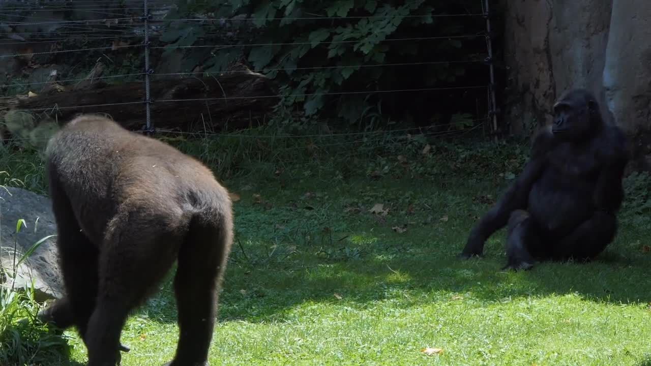 4 Barcelona Zoological Garden With Gorillas In Enclosure