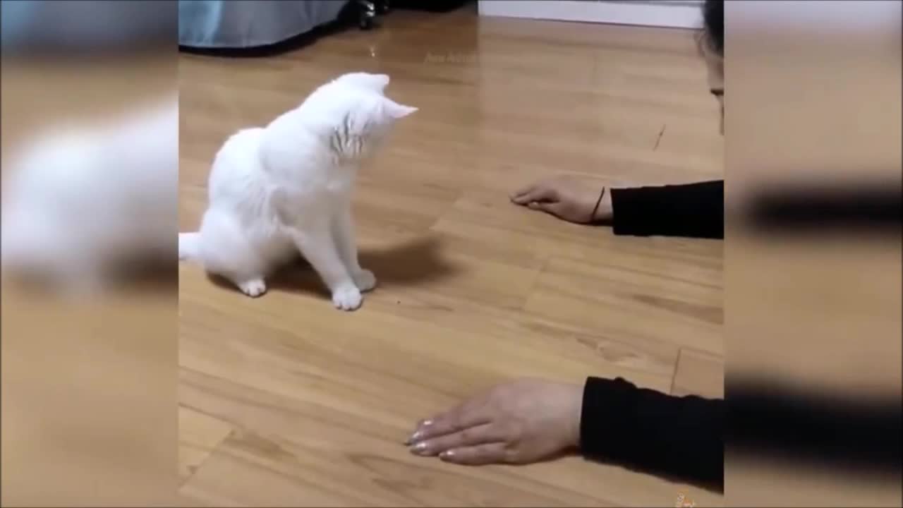baby kittens