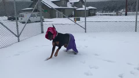 FIONA IDAHO CHRISTMAS TRIP 12.27.2018