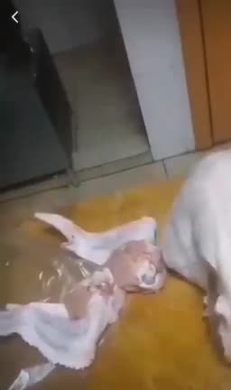 Covid injected chicken