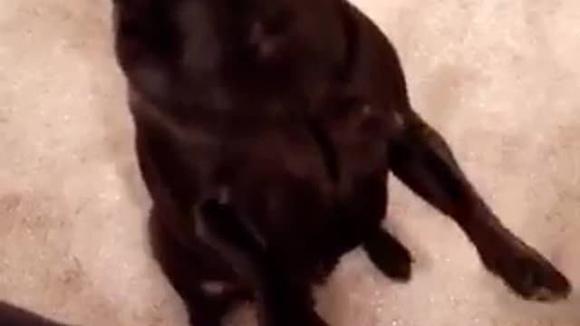 Puppy standing up to get food