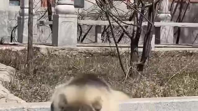 Daily sharing of pets.