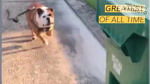 Funny DOGS will make you LAUGH like HELL