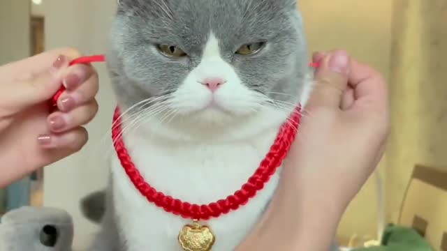 Your Lovely Cat 😻 Make you feel Happy