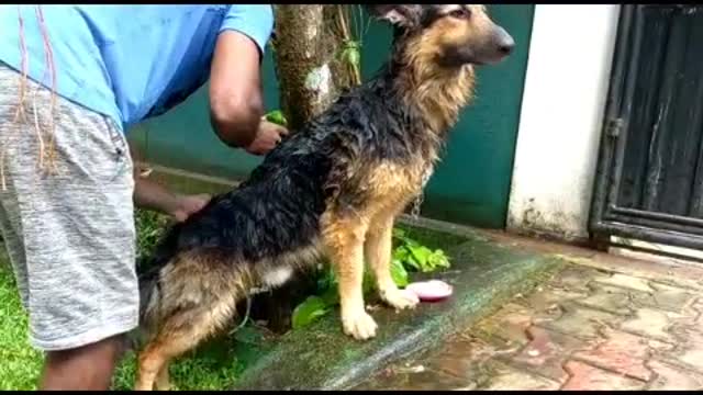 අද අපි නාන දවසනේ සීතලේ බෑ Today is our bathing day, in the cold