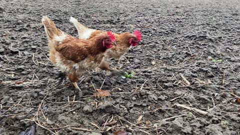 Comical chickens wear mud shoes