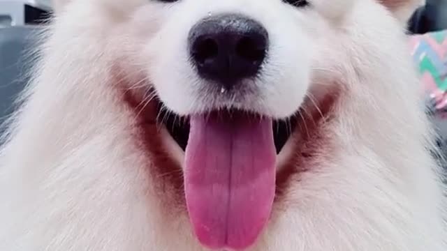 a cute white dog adorable