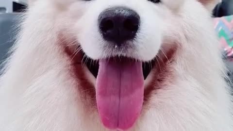 a cute white dog adorable