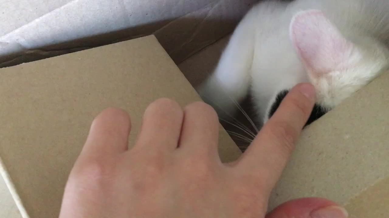 My little kitty likes boxes!