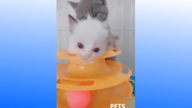 Cute and funny PETS, Betowe