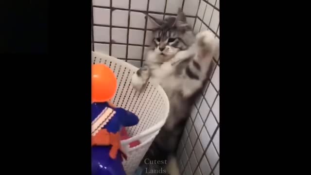 The Cat Is Fighting The Soldier (REALLY FUNNY)