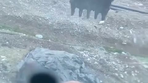 Rescuing a horse, unable to escape this deep mud. 🙏🏽