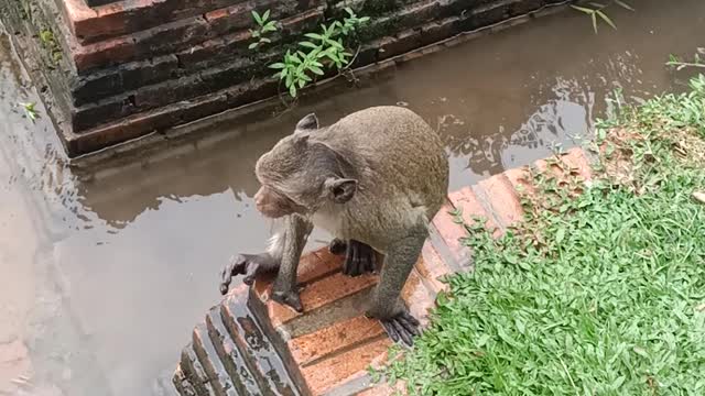 Monkey jumping in the water Monkey Swimming and Diving