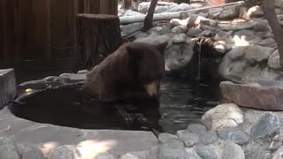 Bear Bathes in California Pond