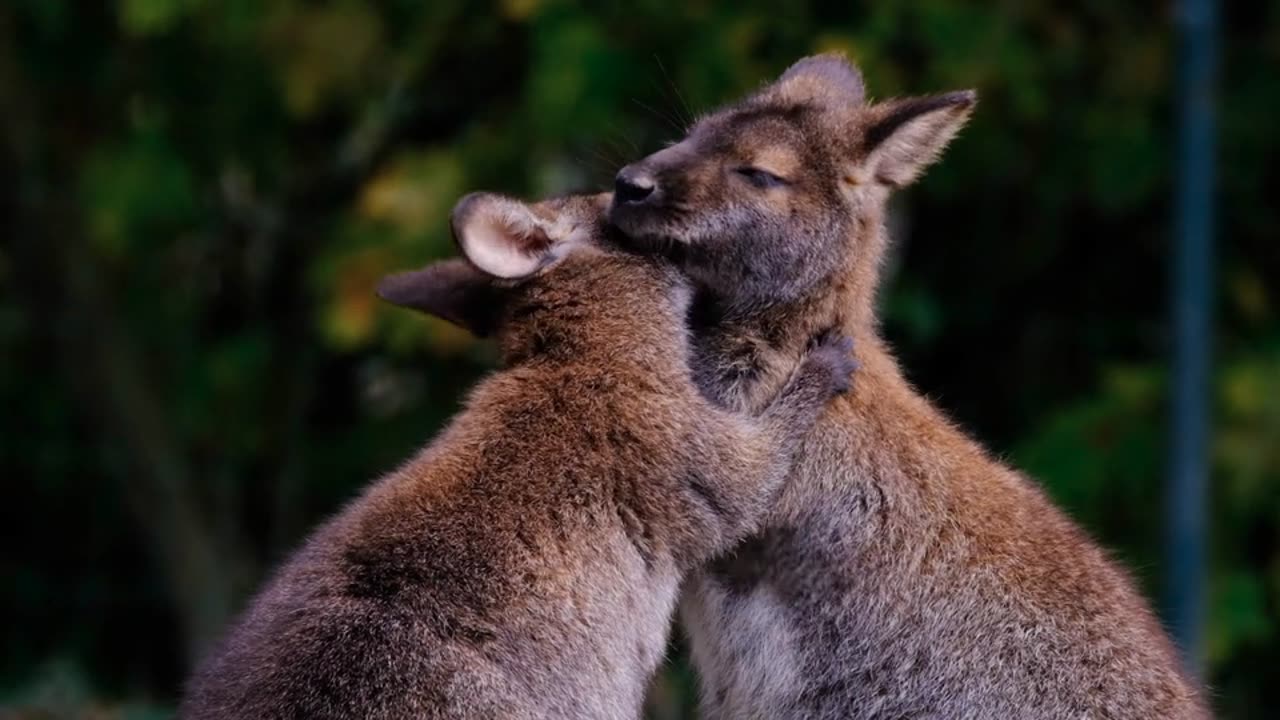 Kangaroo