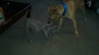 My two pit bull playing