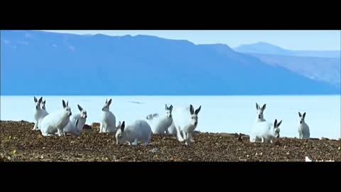 A group of rabbits by the lake