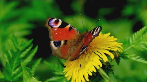 Voice of Nature ||| Nature Birds Rain