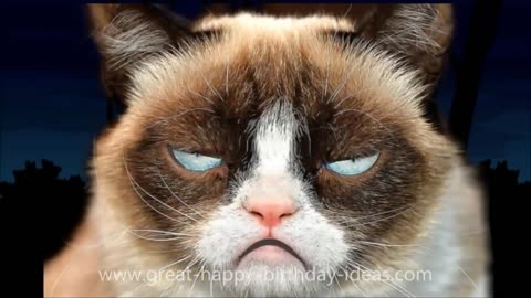 GRUMPY CAT SINGS HAPPY BIRTHDAY TO YOU