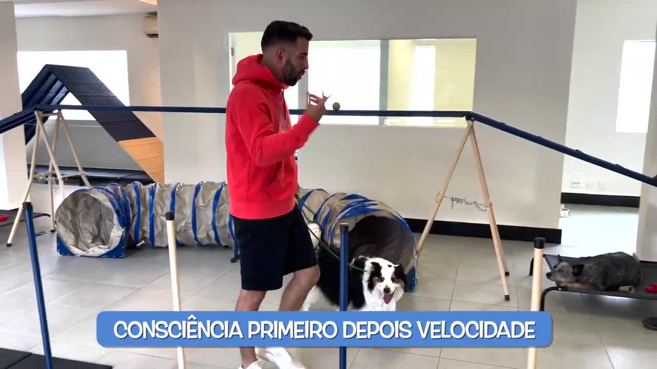 COMO TREINAR O SEU CÃO COM MÉTODOS SIMPLES