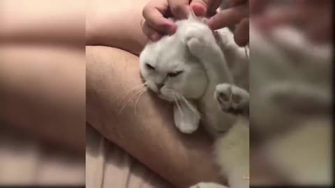 Awesome SO Cute Cat! Cute and Funny Cat Videos to Keep You Smiling!#4
