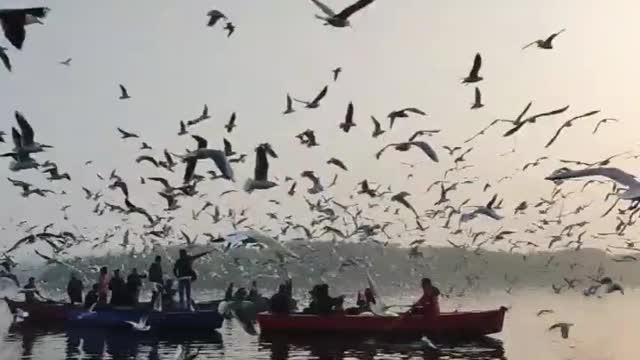 Seagulls Flying Over A Body