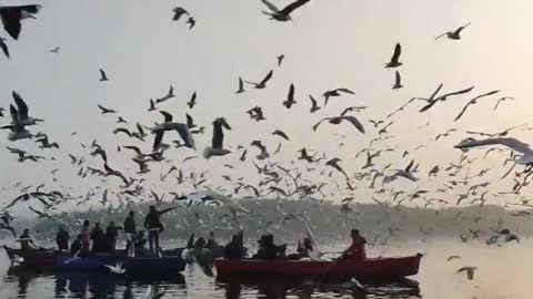 Seagulls Flying Over A Body