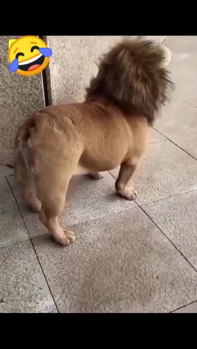 lion cub breeding lol