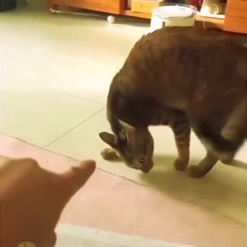 Fun times begins / Cats Funny Videos