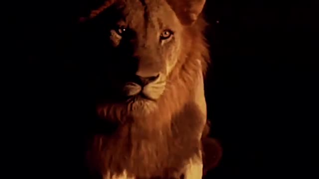 Lion new video