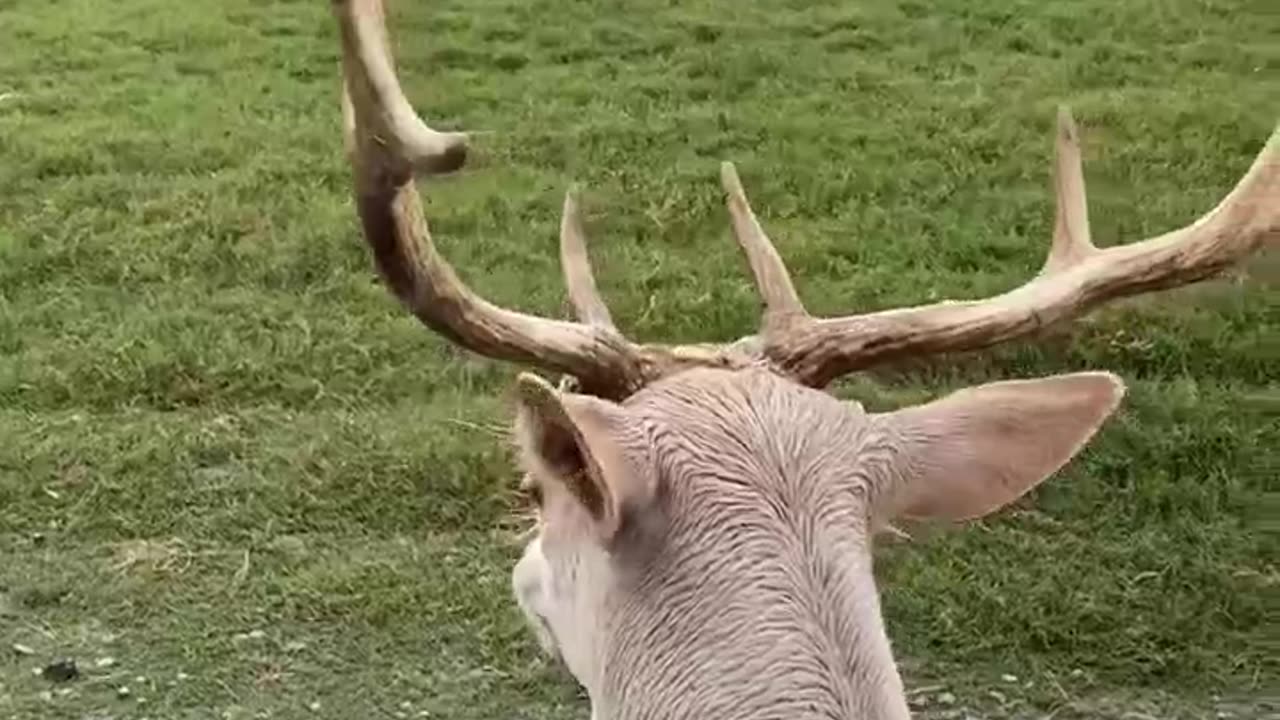 White Deer