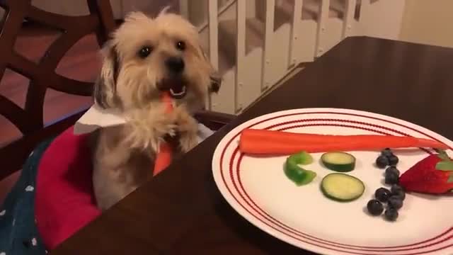 This Cute Dog Wants His Carrot And Nothing Else!