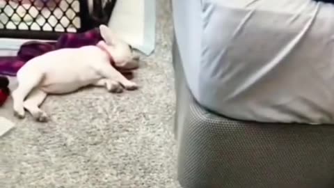 Funny animal pets... Watch and follow for more