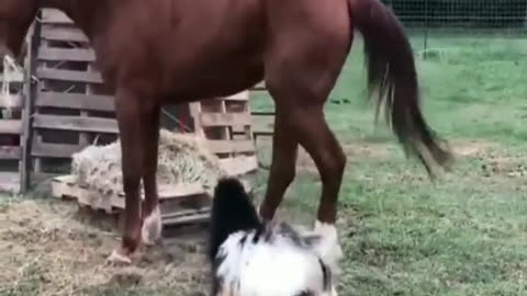 funny video animals #shorts #funny #funnyvideo