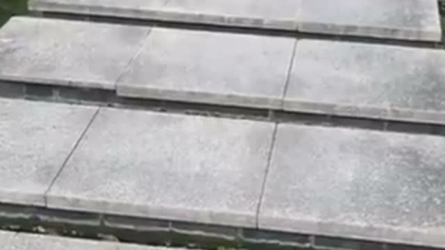 Super cute puppy playing and laughing