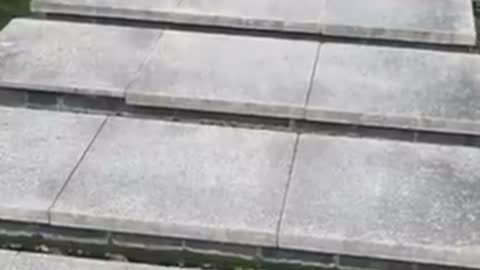 Super cute puppy playing and laughing