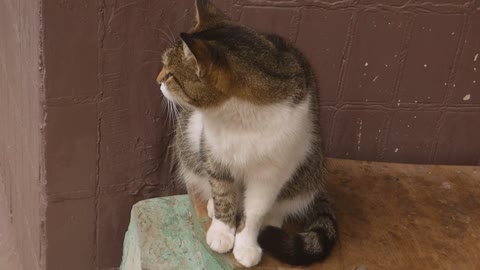 Try Not To Laugh : Funniest Cat Videos