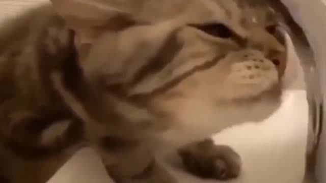 Funy cat drinking water try not to lough comedy catvideo 2022