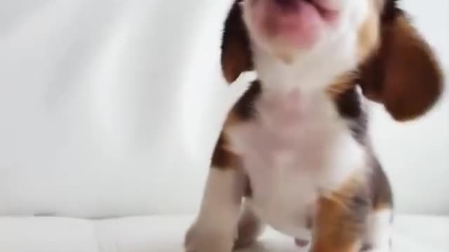 Funny and smart dog 3