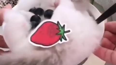 Real pet cake made with kitten