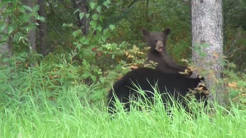 Bear Cubs are playing with mother