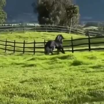 WATCH MAGIC GALLOP OF THIS JET BLACK BEAUTIFUL HORSE