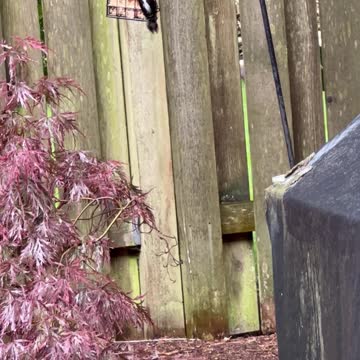 Male Downy Woodpecker at the hot-pepper suet feeder