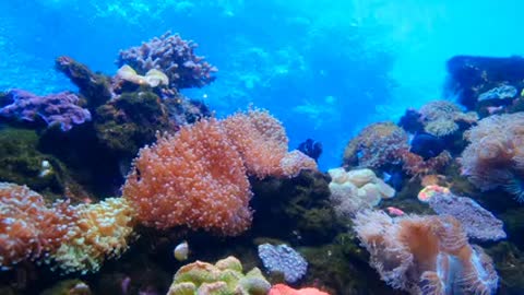 amazing seen sea or sea animal