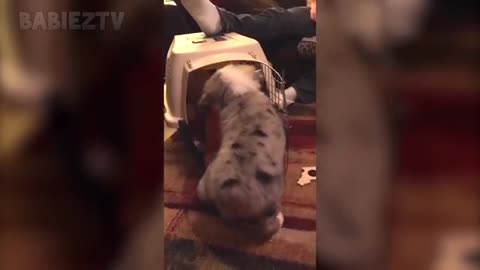 Funny dog complication