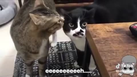 Cats talking !!! Funny !!!!