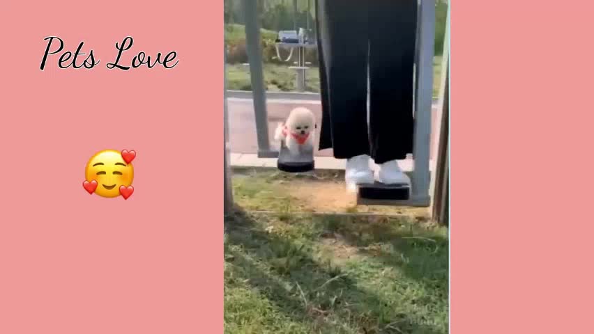 How teach your dog?