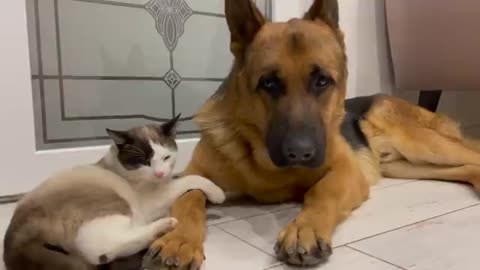 Poor German Shepherd Attacked by Cat